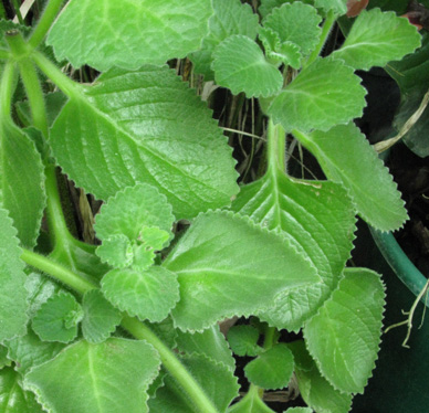 plectranthus